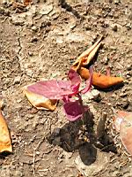 Arroche rouge - Atriplex hortensis (fam Chenopodiacees) (00) (Photo F. Mrugala)